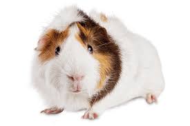 Guinea